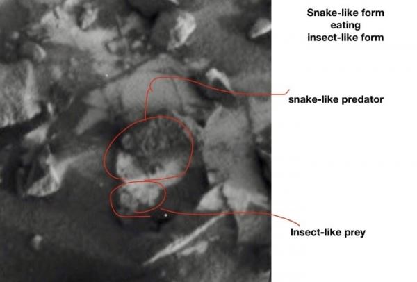 Американский энтомолог разглядел жуков и змей на Марсе. Как такое может быть