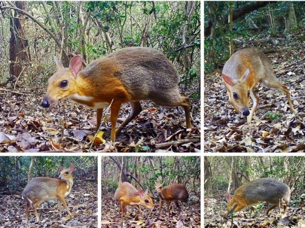 Вьетнамского оленя-мышь заметили впервые за 30 лет