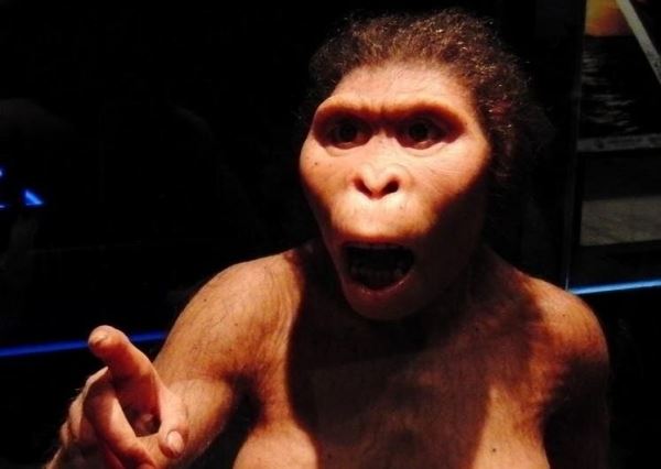 Современные обезьяны оказались умнее предков человека